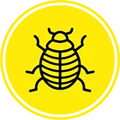 Bed Bug Pest Control Solutions in Kansas City