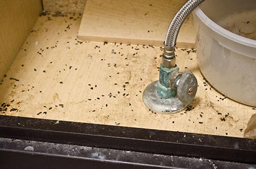 Best-Pest-Control-DIY-Tips-Mouse-Droppings Mice breaking into your kitchen