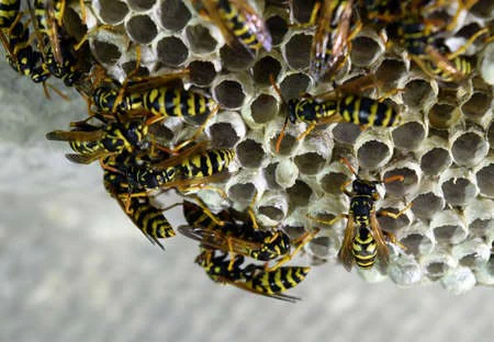 Yellowjacket-wasp-nest-Blue-Beetle-Pest-Control yellowjacket nest in a Kansas City home