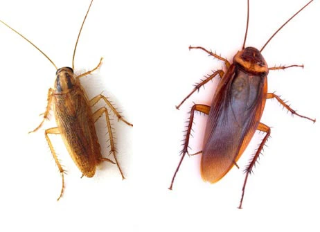 German and American cockroaches in Kansas and Missouri