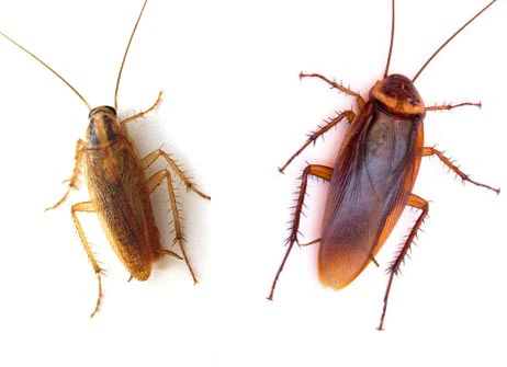 American-vs-German-Cockroaches German and American cockroaches in Kansas and Missouri