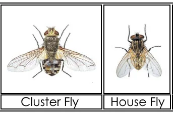 cluster-fly-and-house-fly-Blue-Beetle-Pest-Control Difference between cluster flies and house flies | Blue Beetle Pest Control