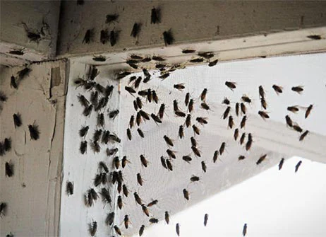 house fly infestation around windows