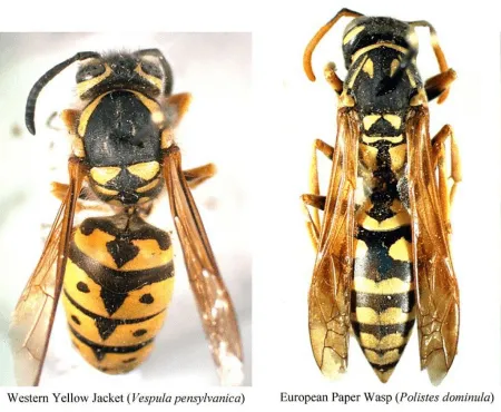 wasp and yellow jacket pest control in Kansas City