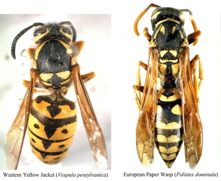 jacket-vs-wasp wasp and yellow jacket pest control in Kansas City