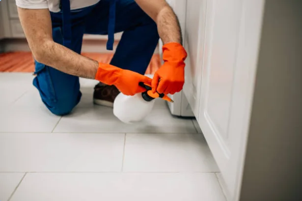 pest control How to find a pest control company in your area