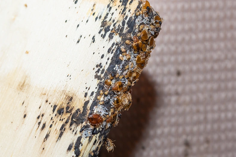 bed bugs eggs and larvae on a timber bed slate