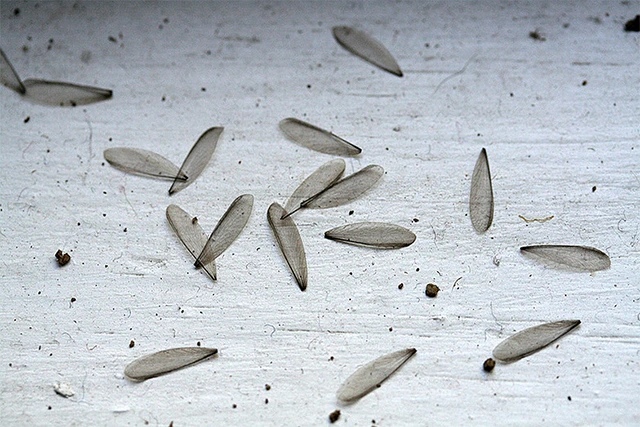 discarded termite wings