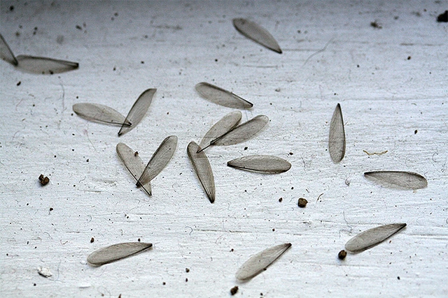 discarded termite wings discarded termite wings