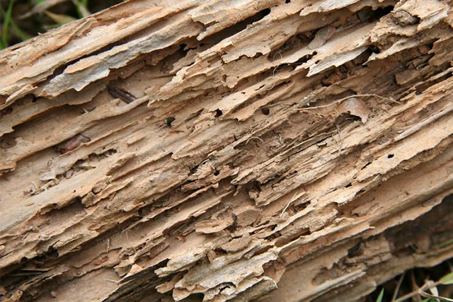 hollowed wood from termite damage | Blue Beetle Pest Control