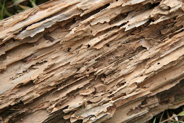hollowed wood from termites hollowed wood from termite damage | Blue Beetle Pest Control