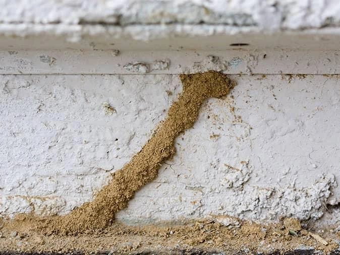 termite mud tube on a Kansas City house