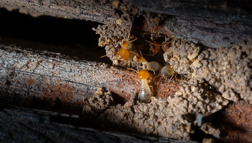 termite spot treatment effective termite spot treatment