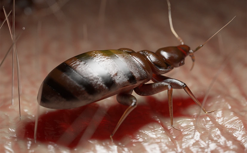 do bed bugs spread MRSA infections