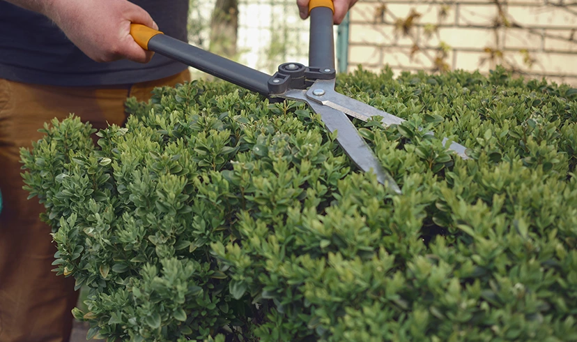 spiders like to hide in overgrown shrubs