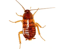 American nymph cockroach | Blue Beetle Pest Control