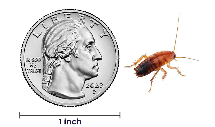 baby cockroach next to a US quarter coin for scale.