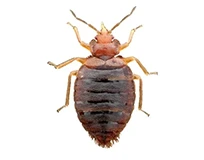 a bed bug vs a baby cockroach