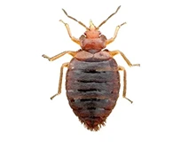 bed bug a bed bug vs a baby cockroach
