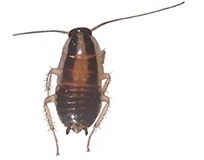 german baby cockroach german nymph cockroach | Blue Beetle Pest Control