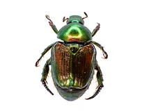 japanese beetle a japanese beetle vs a baby cockroach
