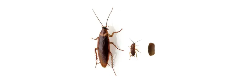 difference between a baby and an adult american roach