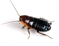 Oriental nymph cockroach | Blue Beetle Pest Control