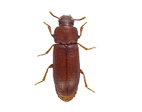 a red flour beetle vs a baby cockroach