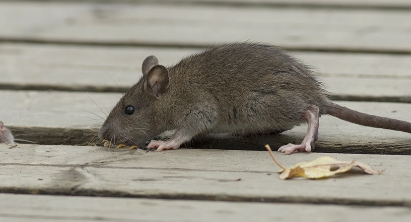 flea carrying rodents