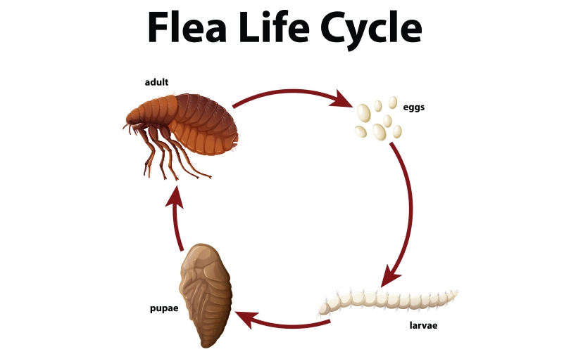 The life cycle of a flea in 4 stages | Blue Beetle Pest Control