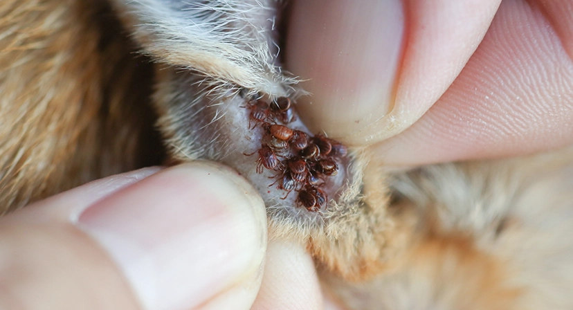 flea without a host how long can fleas live without a host