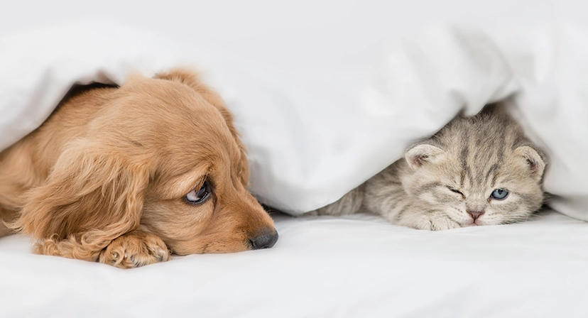 new home with pet history fleas in homes with previous pet activity