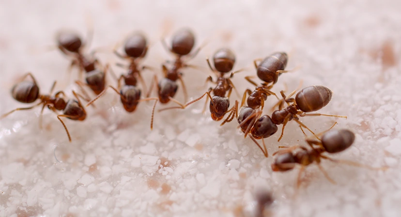 Does bleach kill ants? | Blue Beetle Pest Control